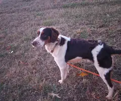 4 months old Brittany puppies for adoption