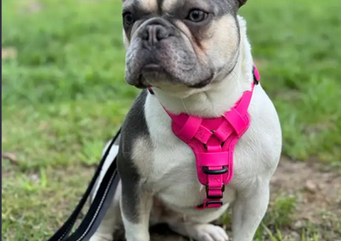 Female French Bulldog Puppy For Adoption
