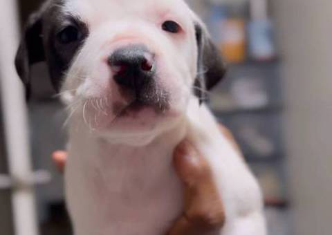 2 boy and 4 girl American Bully pups