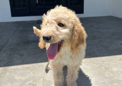 12 weeks old golden doodle puppies for sale