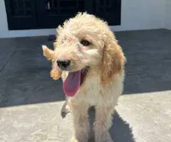 12 weeks old golden doodle puppies for sale - 1