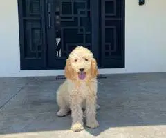 12 weeks old golden doodle puppies for sale - 3