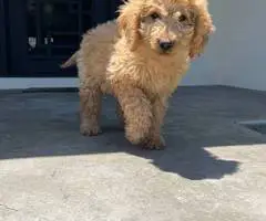 12 weeks old golden doodle puppies for sale - 8