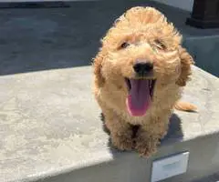 12 weeks old golden doodle puppies for sale - 9