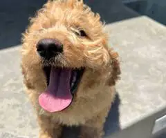 12 weeks old golden doodle puppies for sale - 10
