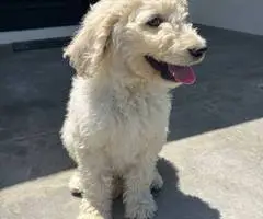 12 weeks old golden doodle puppies for sale - 12