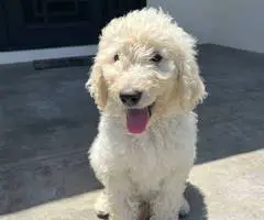 12 weeks old golden doodle puppies for sale - 13