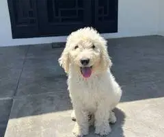 12 weeks old golden doodle puppies for sale - 14