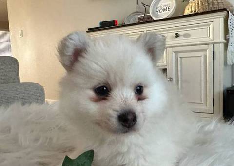 Pomsky boy puppies for sale