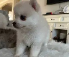 Pomsky boy puppies for sale - 3