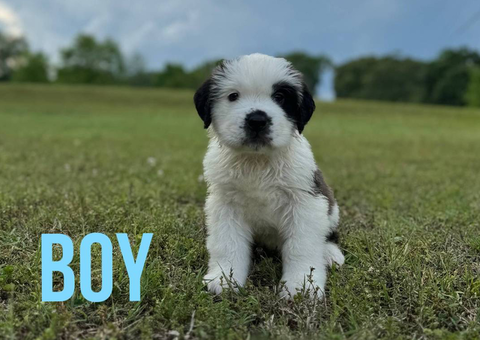 7 registered Saint Bernard puppies for sale