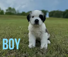 7 registered Saint Bernard puppies for sale