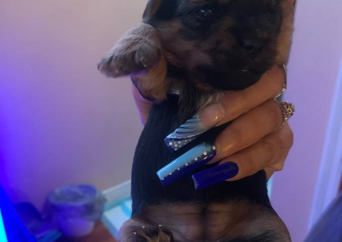 4 boys and 1 girl Yorkies