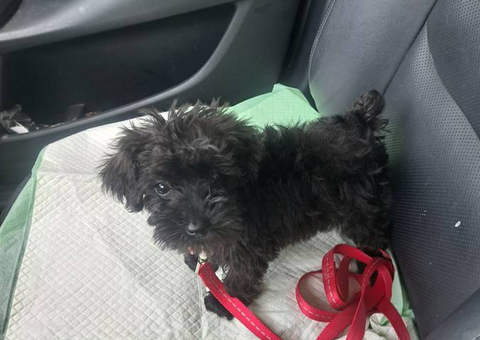 Male schnoodle puppies