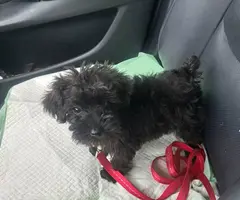 Male schnoodle puppies