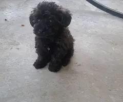 Male schnoodle puppies - 2