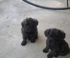 Male schnoodle puppies - 7
