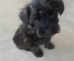 Male schnoodle puppies - 9