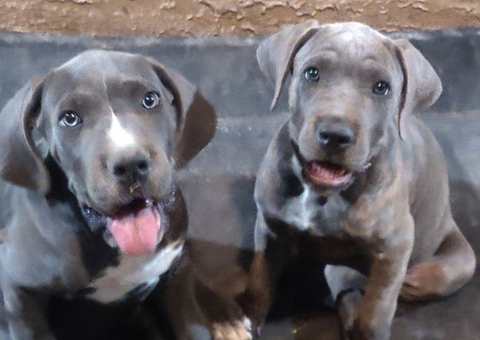 Blue and blue brindle Cane Corso puppies for sale