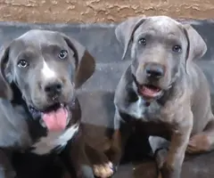 Blue and blue brindle Cane Corso puppies for sale