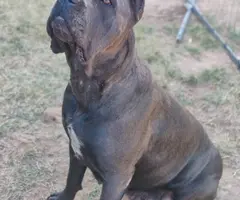 Blue and blue brindle Cane Corso puppies for sale - 2