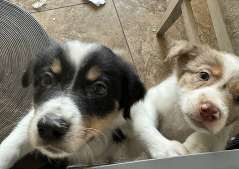 5 Border Aussie puppies for sale