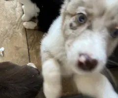 5 Border Aussie puppies for sale - 4