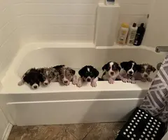 5 Border Aussie puppies for sale - 11