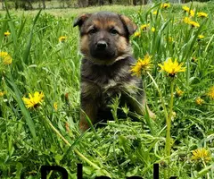 Purebred German shepherd puppies - 3