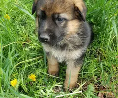 Purebred German shepherd puppies - 4