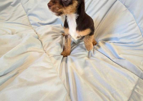 Chihuahua x Toy Yorkie puppies