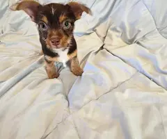 Chihuahua x Toy Yorkie puppies - 2