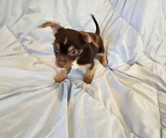 Chihuahua x Toy Yorkie puppies - 3