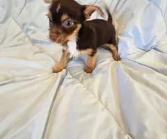 Chihuahua x Toy Yorkie puppies - 5