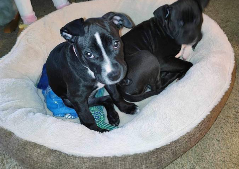 Staffordshire Bull Terrier puppies for adoption