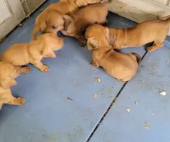 Wiener Dogs puppies - 4