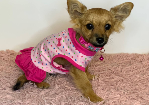 18 weeks old female Pomchi for sale