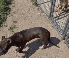 3 pitbull puppies available - 3