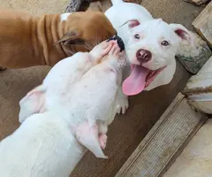 American Pitbull puppies looking for good home - 1