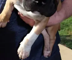 American Pitbull puppies looking for good home - 4