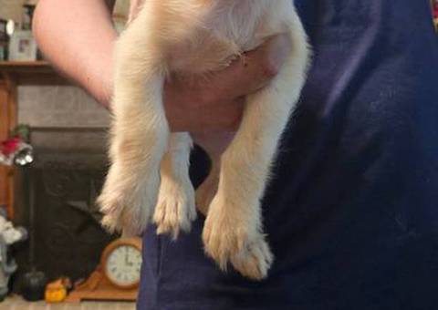 Jack Russell Yorkie mix puppies
