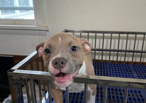 6 American Pocket bully puppies for sale