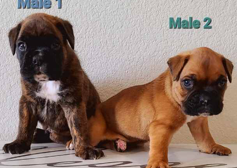 2 purebred boxer pups for sale