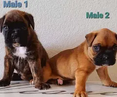 2 purebred boxer pups for sale