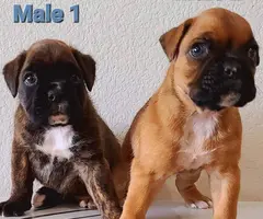 2 purebred boxer pups for sale - 2