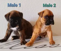 2 purebred boxer pups for sale - 3