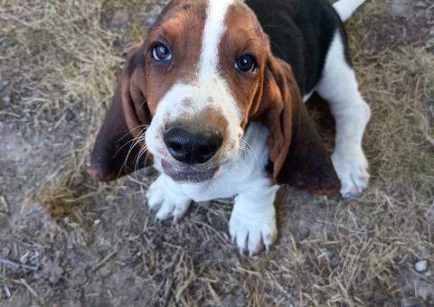 Purebred Bassett hound puppies