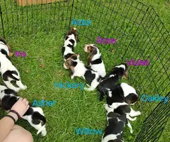 Purebred Bassett hound puppies - 2