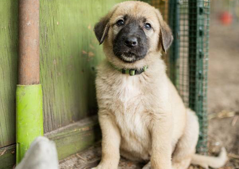 8 Anatolian Shepard Puppies for sale