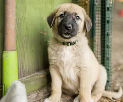 8 Anatolian Shepard Puppies for sale